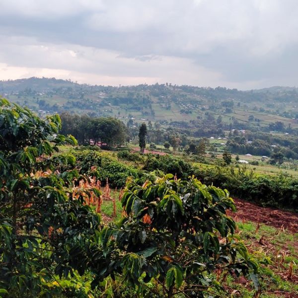 Kenia Limwe - Limited Edition - Espresso