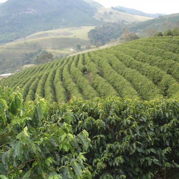 Brazil Santos Espresso