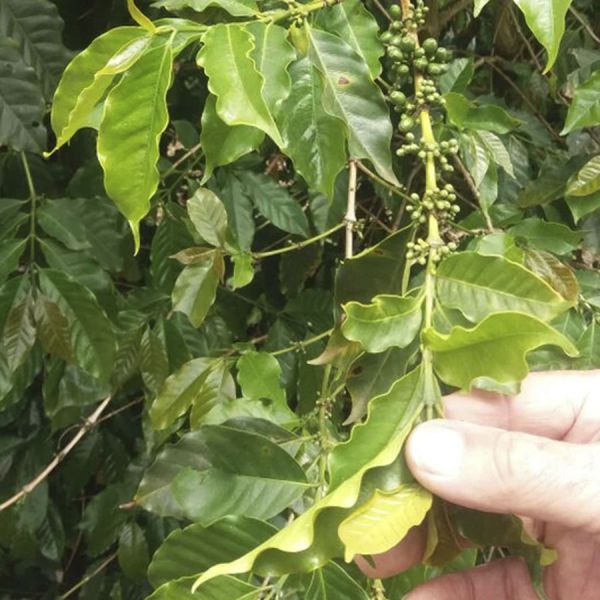 Brazil Santos Espresso