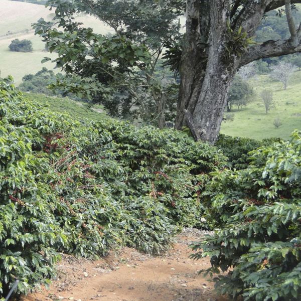 Brazil Santos Espresso