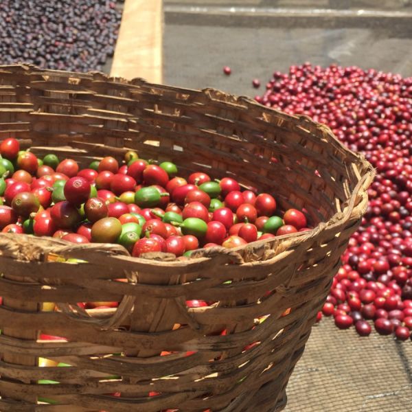 Brazil Santos Espresso