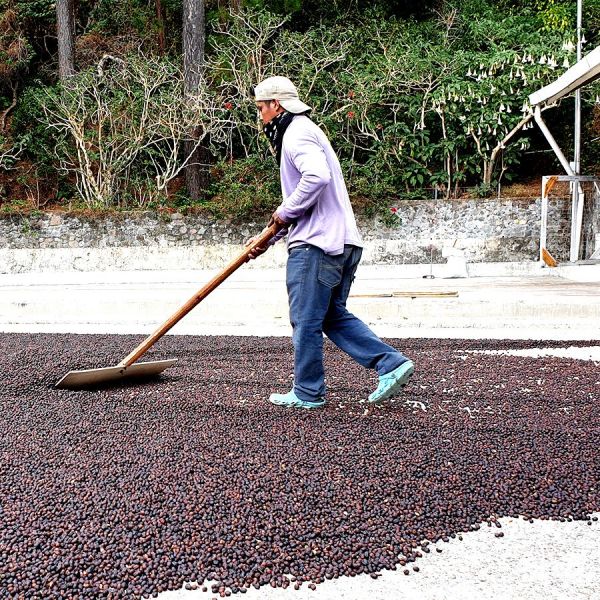 Brazil Santos Espresso