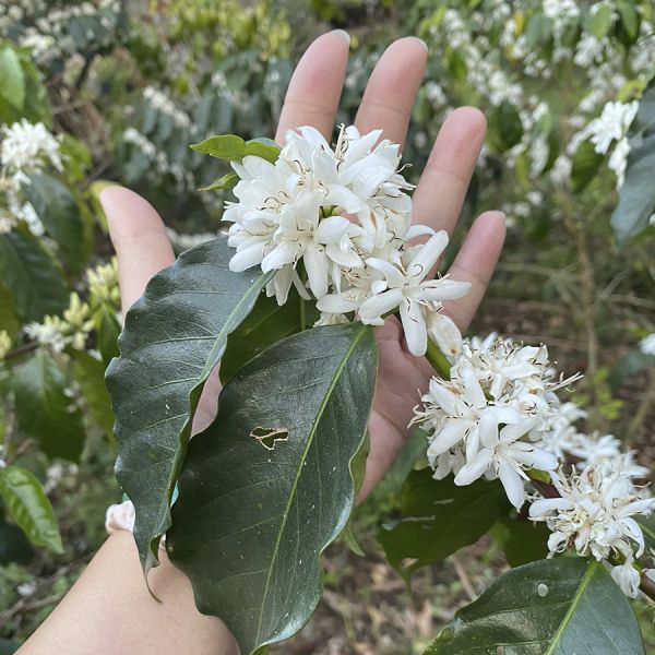 Colombia Santander Organic Espresso-1 kg verpakking