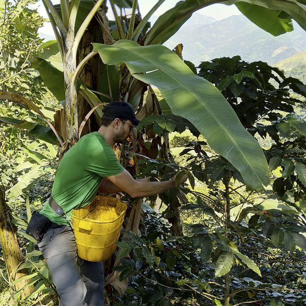 Colombia Kachalu Organic Filter
