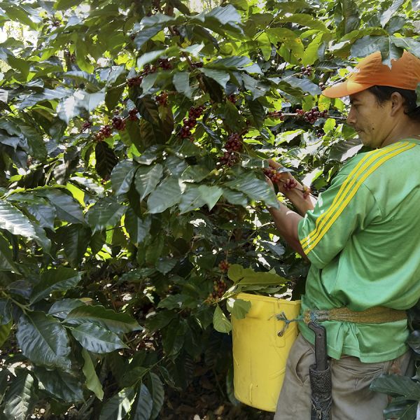 Colombia Kachalu Organic Filter