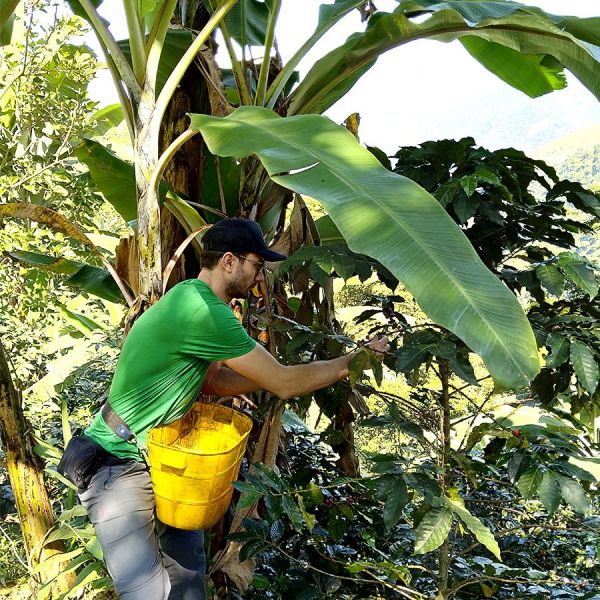 Colombia Kachalu Organic Filter