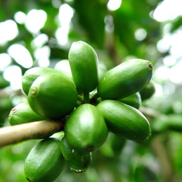 Organisch Succes - Boot organic pakket - 3-delig 250 gr Espresso