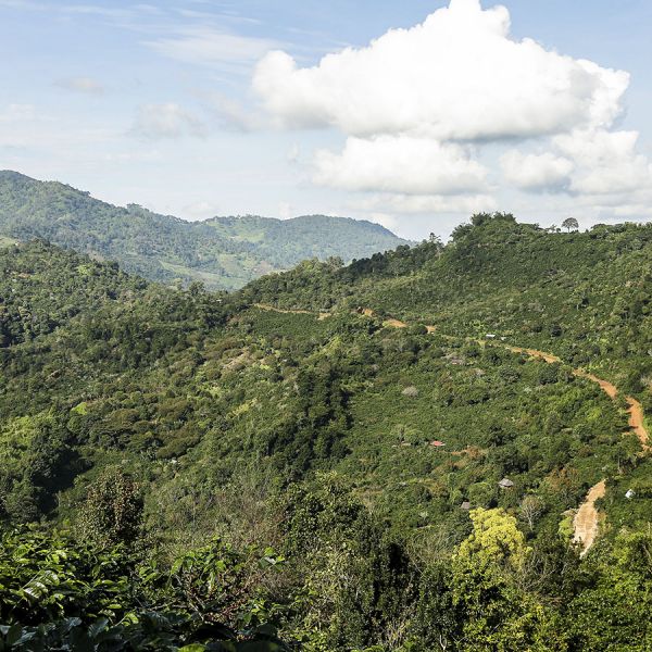 Pride of Thailand Organic Espresso