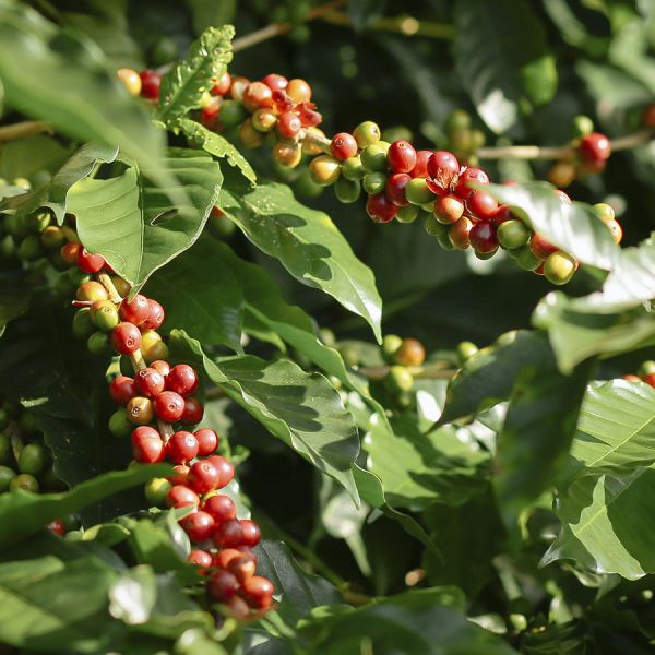 Pride of Thailand Organic Espresso
