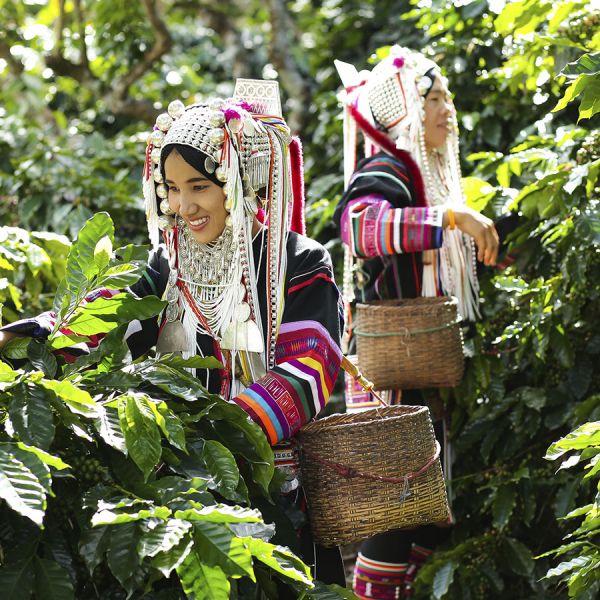 Pride of Thailand Organic Espresso