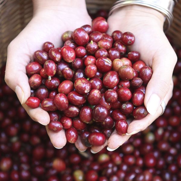 Pride of Thailand Organic Espresso
