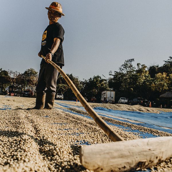 Pride of Thailand Organic Espresso