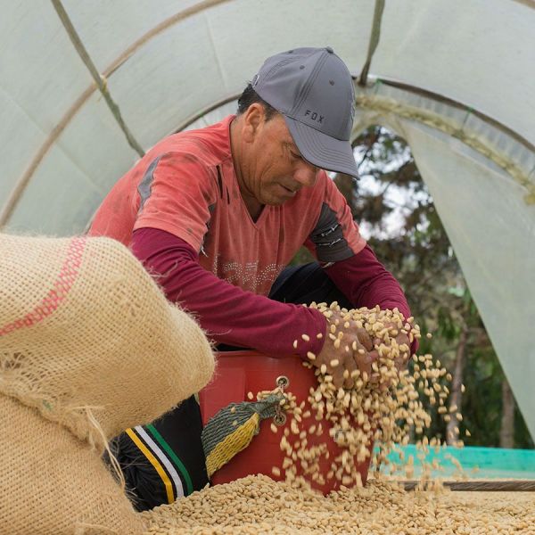 Coffee For Peace Colombia El Jardin Award #1 Espresso - Limited Edition