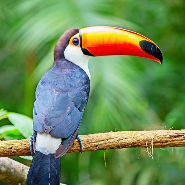 Panama Hartmann Birdsong Espresso