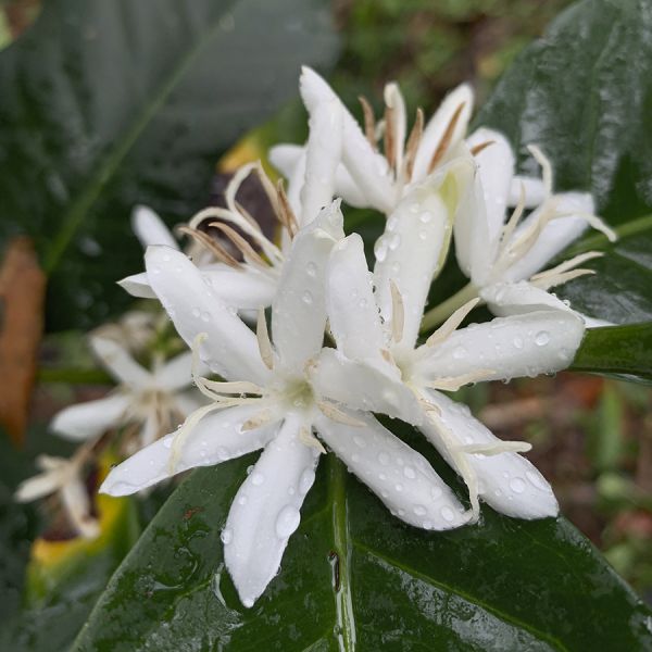 Panama Finca La Cabra - Geisha Natural Filter – Ultra Limited