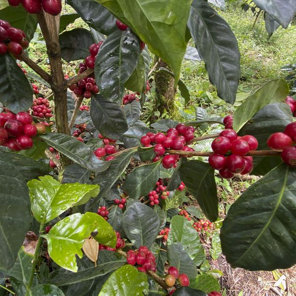 Panama Finca La Cabra - Geisha Natural Filter – Ultra Limited
