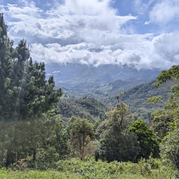 Panama Las Brujas Geisha Espresso - Ultra Limited Edition