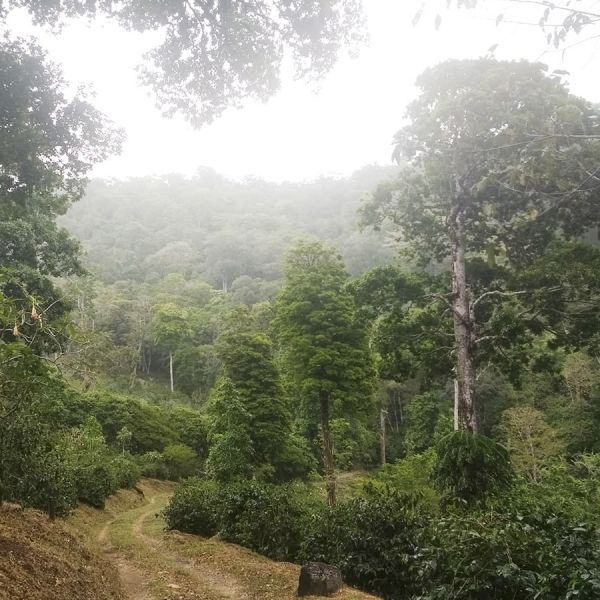 Panama Mi Finquita Lot: Casa Natural Espresso - Ultra Limited