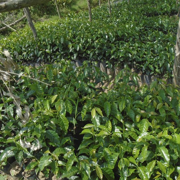 Rwanda Gatatu Washed Espresso - Limited Edition