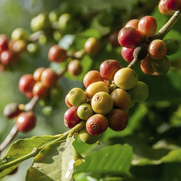 Rwanda Gatatu Washed Espresso - Limited Edition