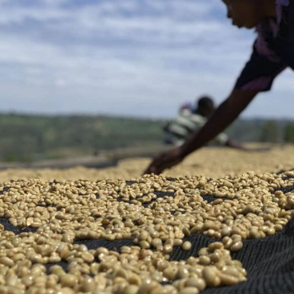 Rwanda Gatatu Washed Espresso - Limited Edition