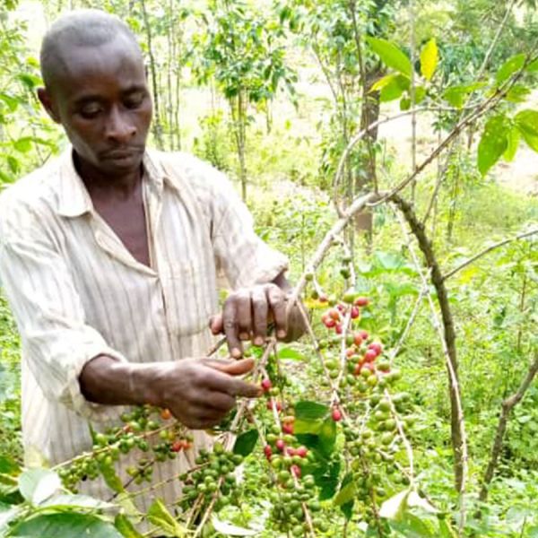 Rwanda Imbuto Natural Filter - Limited Edition