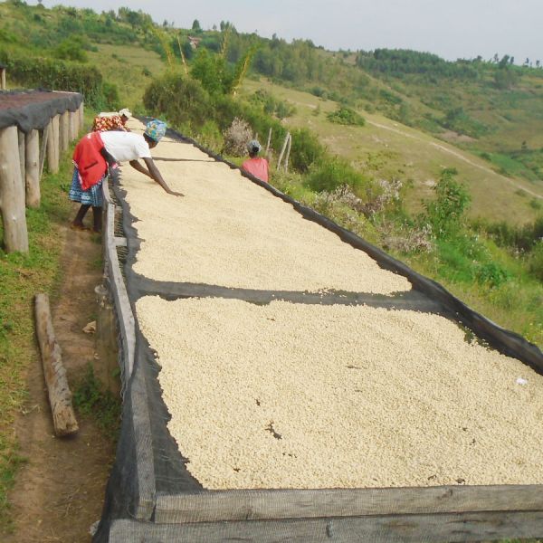 Rwanda Imbuto Natural Espresso - Limited Edition
