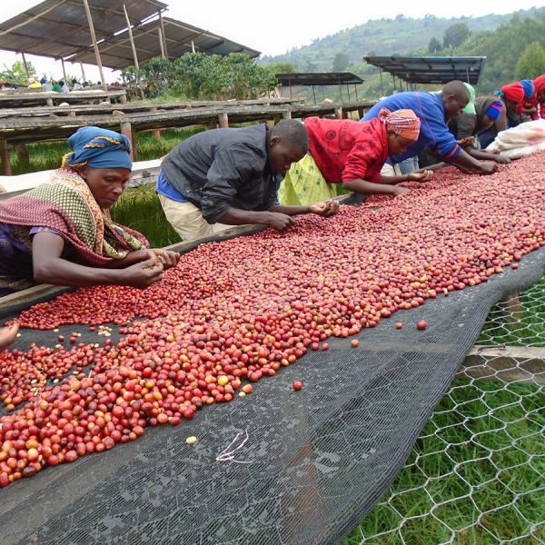 Rwanda Imbuto Natural Espresso - Limited Edition