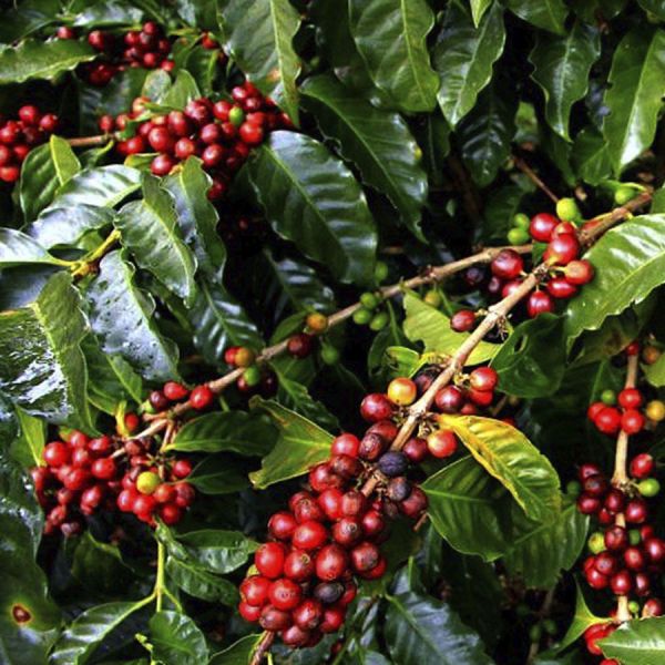 Indonesië Sumatra Organic Buana Mandiri Espresso