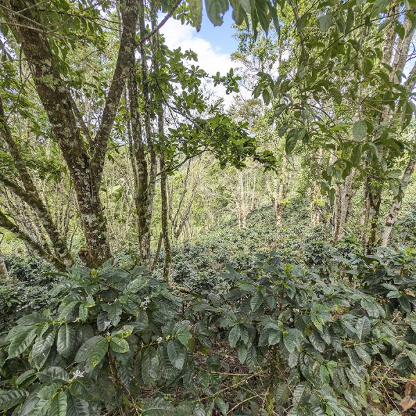 Panama Hartmann Natural Lot 33 - Limited Edition - Espresso - 250 gr verpakking