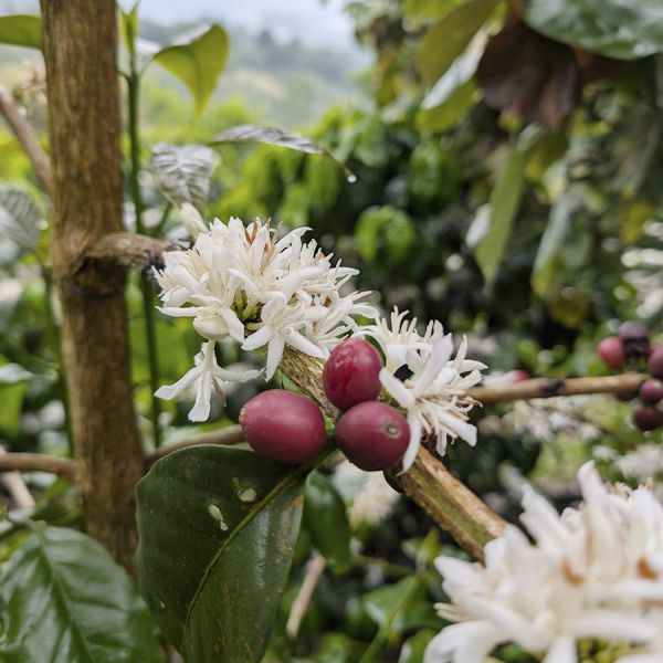 Panama Hartmann Natural Lot 33 - Limited Edition - Espresso - 250 gr verpakking