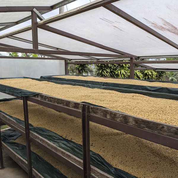 Panama Hartmann Natural Lot 33 - Limited Edition - Espresso - 250 gr verpakking