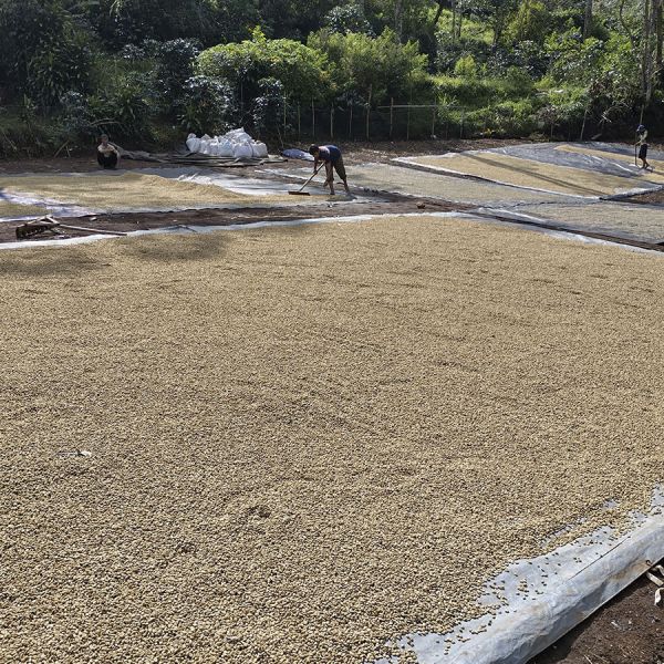 *NIEUW - Indonesië Java Sindoro & Sunda Tilu Espresso
